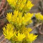 Petrosedum montanum Blüte