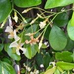 Trachelospermum asiaticum Цвят