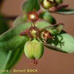 Euphorbia exigua Fruto