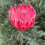 Protea caffra Floare