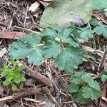 Aquilegia baluchistanica Leaf
