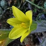Gagea bohemica 花