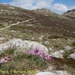 Armeria malinvaudii Hábitos