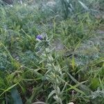 Echium arenarium Leaf