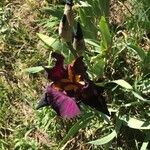 Iris lutescens Cvet