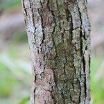 Erythroxylum laurifolium Bark