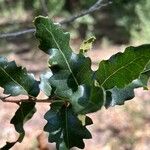Quercus faginea Folha