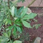 Zanthoxylum asiaticum पत्ता