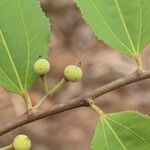 Grewia mollis Fruto