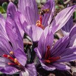Crocus pallasii Flower