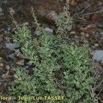 Artemisia barrelieri Habitatea