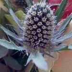 Eryngium planum Flor