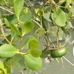 Sonneratia caseolaris Leaf