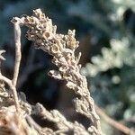 Artemisia caerulescens Fruitua