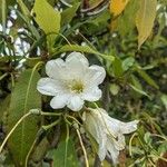 Rhododendron decorum Flor