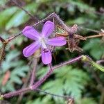 Geranium reuteri Blomma