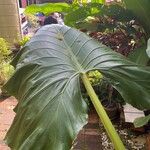 Alocasia macrorrhizos Листок