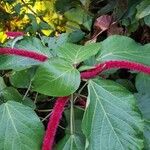 Acalypha macrostachya 整株植物