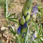 Lupinus angustifolius Кора