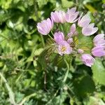 Allium roseumFlor