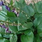 Hosta capitata Hábito