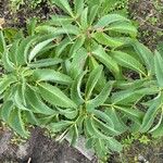 Helleborus lividus Leaf