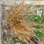 Carex testacea List