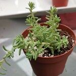 Sedum diffusum Lehti