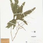 Selaginella parkeri Hoja