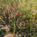 Panicum coloratum Flower