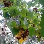 Sorbus latifolia Fruit