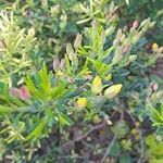 Cistus calycinus Fleur