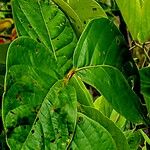 Canavalia brasiliensis Blatt