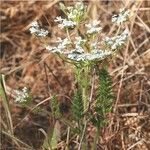 Daucus muricatus Λουλούδι