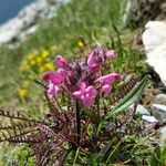 Pedicularis rosea