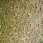 Prunus japonica Bark