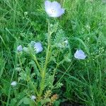 Nemophila menziesii Hoja