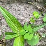 Spigelia anthelmia Folha