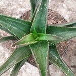 Aloe spp. Leaf