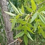 Fraxinus angustifolia Blad