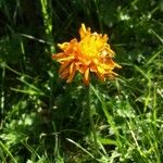 Crepis aurea Blüte