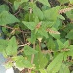 Amaranthus deflexus Feuille