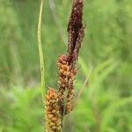 Carex flaccaFloare