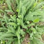 Achillea nobilis 樹皮