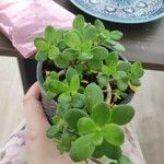 Sedum kimnachii Frunză