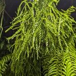 Huperzia phlegmaria Blatt