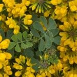 Coronilla coronata Folha