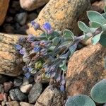 Mertensia maritima Λουλούδι