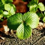 Fragaria viridis Leht