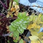 Polemonium boreale Leaf